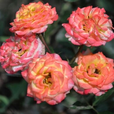 Роза миниатюрная 'Хеллен'
