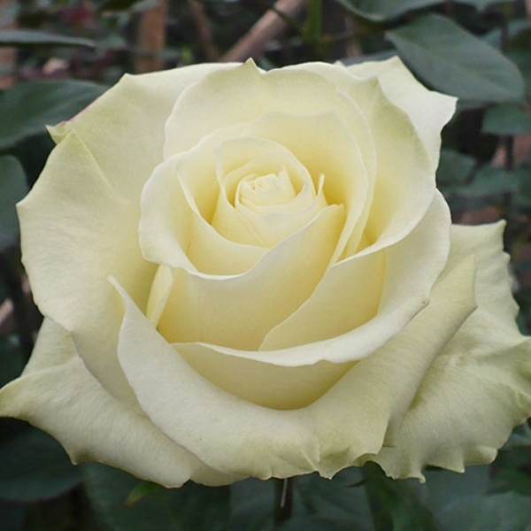 Роза чайно-гибридная 'Мондиаль'