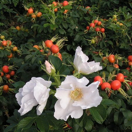Роза морщинистая 'Альба' (Н40-60, С5, ТСП)