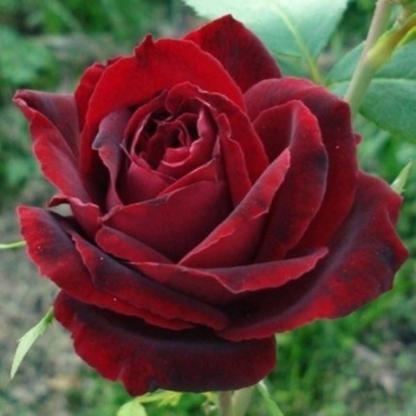Роза чайно-гибридная 'Перль Нуар'