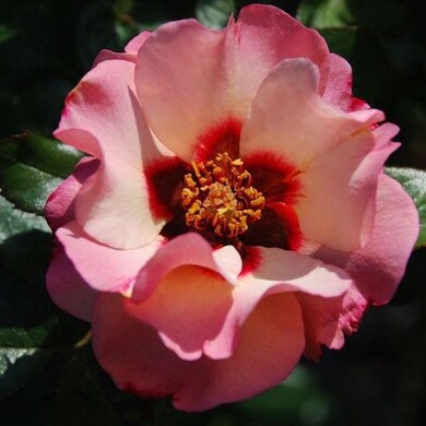 Роза шраб 'Принцесса финикийская'