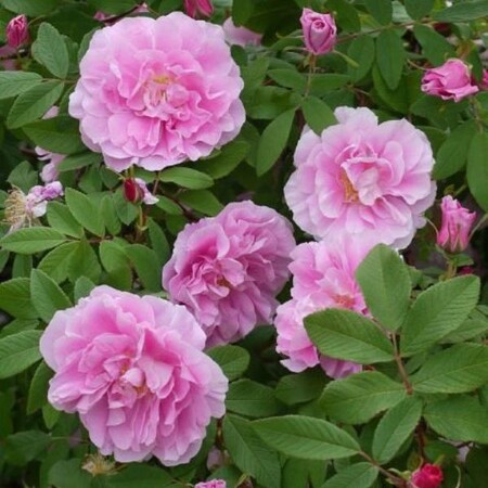 Роза канадская 'Тереза Багнет' (С3, ТСП)