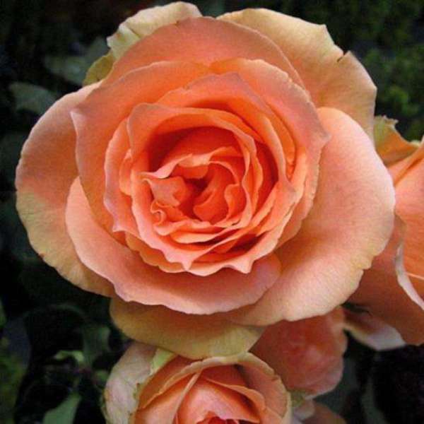 Роза чайно-гибридная 'Версилия'