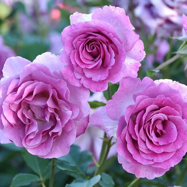 Роза чайно-гибридная 'Виолет Парфюм'
