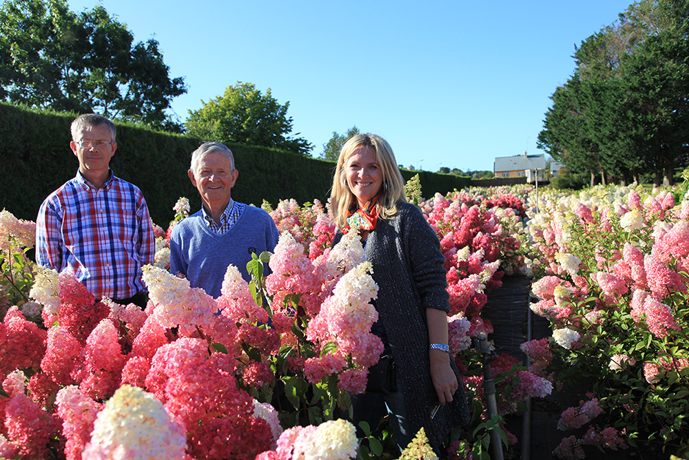 Гортензия метельчатая (Hydrangea paniculata) 'Fraise Melba® 'Renba'