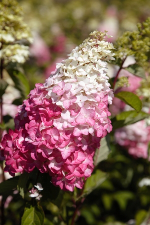 Гортензия метельчатая (Hydrangea paniculata) 'Fraise Melba® 'Renba'