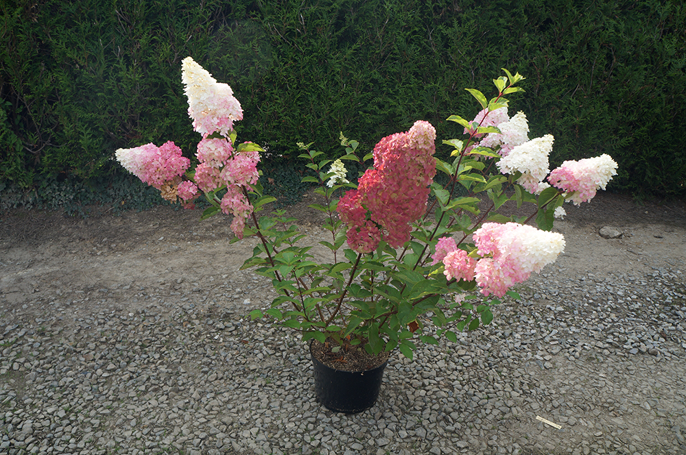 Hydrangea paniculata 'Fraise Melba®'Renba'