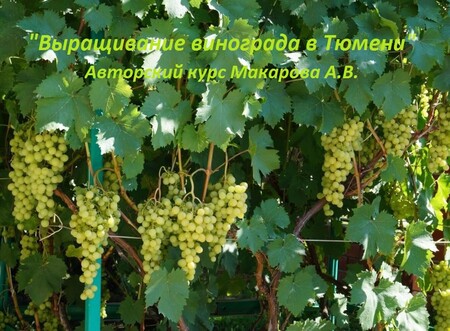 Учебный курс Макарова А.В. "Выращивание винограда в Тюмени"
