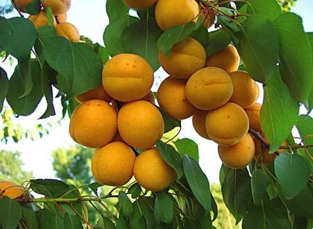 Выращивание абрикоса в Тюмени. Секреты успеха. Практический опыт.