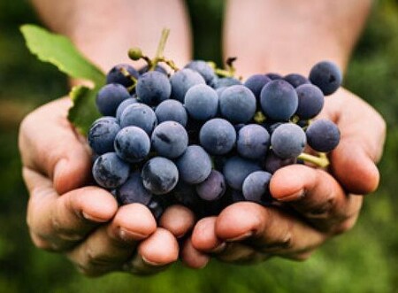 Открыт набор на учебный курс "Выращивание винограда в Тюмени"