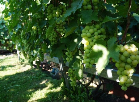 Учебный курс "Выращивание винограда в Тюмени"