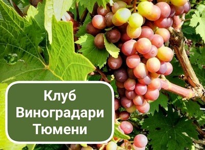 Открытое заседание Клуба "Виноградари Тюмени"