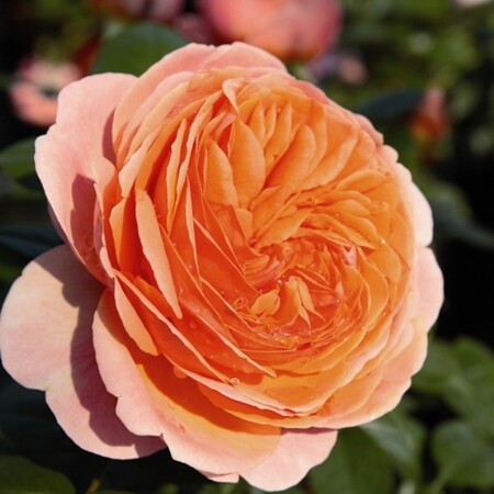 Роза чайно-гибридная 'Чиппендейл'