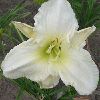 Лилейник белый. Лилейник Уайт Темптейшн. Лилейник 'White Temptation'. Hemerocallis White Temptation. Лилейник Арктик Сноу.