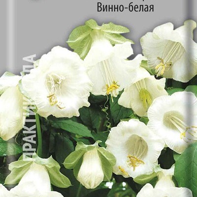 Кобея лазающая Винно-белая, 5шт Поиск