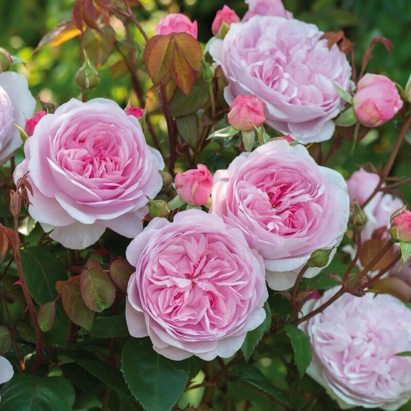 Роза английская Оливия Роуз Остин - купить саженцы в Тюмени в садовом  центре Астра с доставкой по всей России