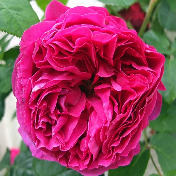 Роза английская 'Отелло'