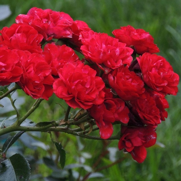 Роза почвопокровная 'Ред Фейри'