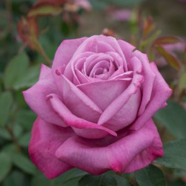 Роза чайно-гибридная 'Лила Вондер'