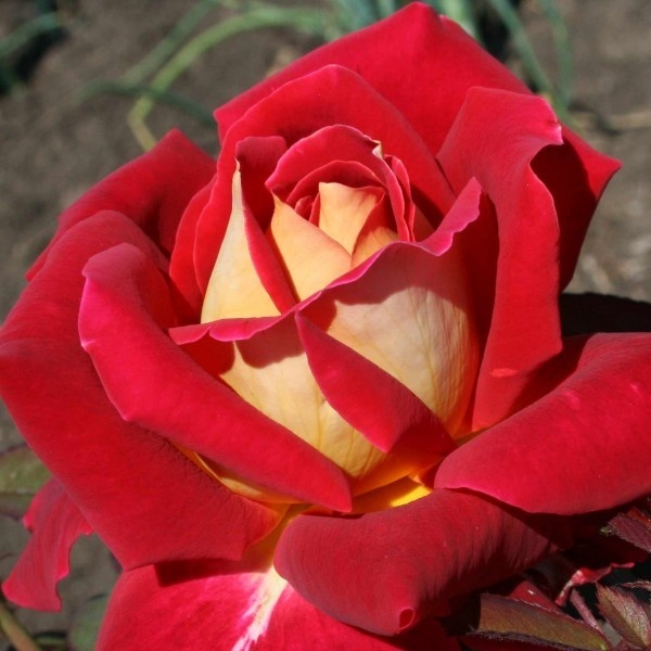 Роза чайно-гибридная 'Монте Карло Кантри Клаб'