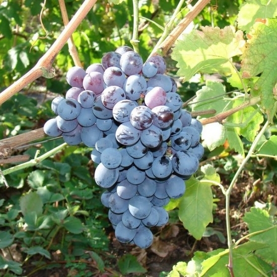 Виноград 'Альфа'