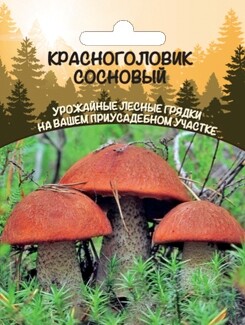 Красноголовик сосновый (мицелий зерновой), 30мл Уральский дачник