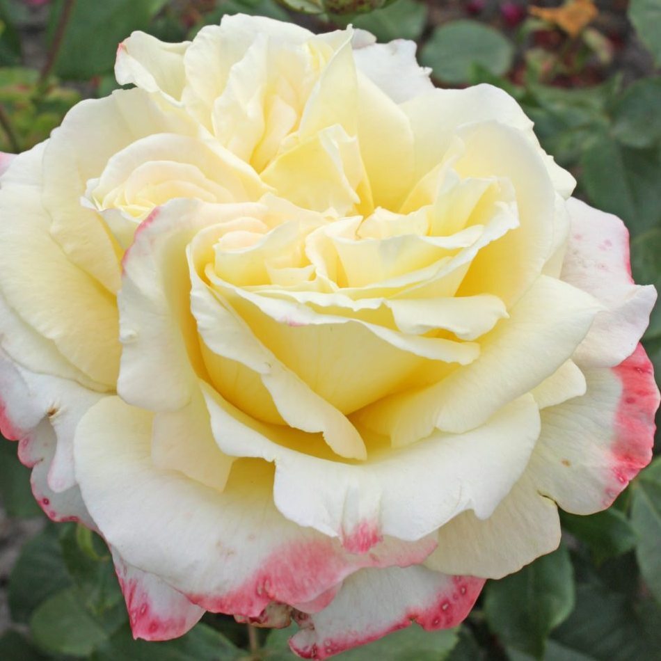 Роза чайно-гибридная 'Атена'