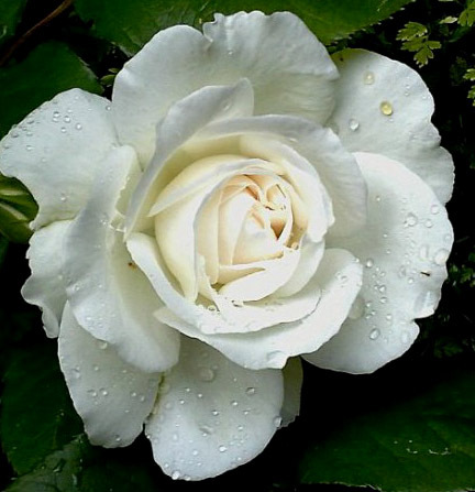 Роза чайно-гибридная 'Аннапурна'