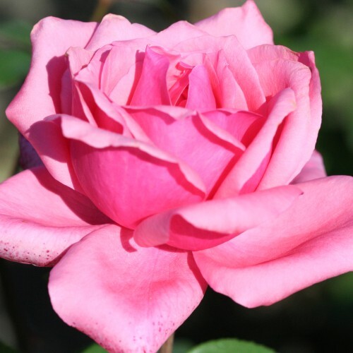 Роза чайно-гибридная 'Беланж'