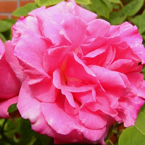 Роза флорибунда 'Венеда'