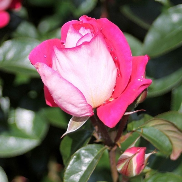 Роза флорибунда 'Хайматмелоди'