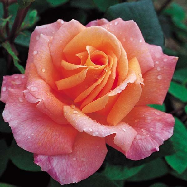 Роза чайно-гибридная 'Роузмари Харкнес'