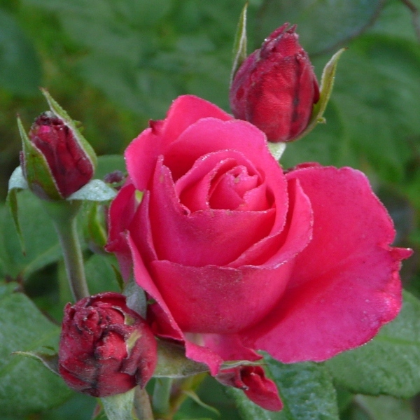 Роза чайно-гибридная 'Венроза'