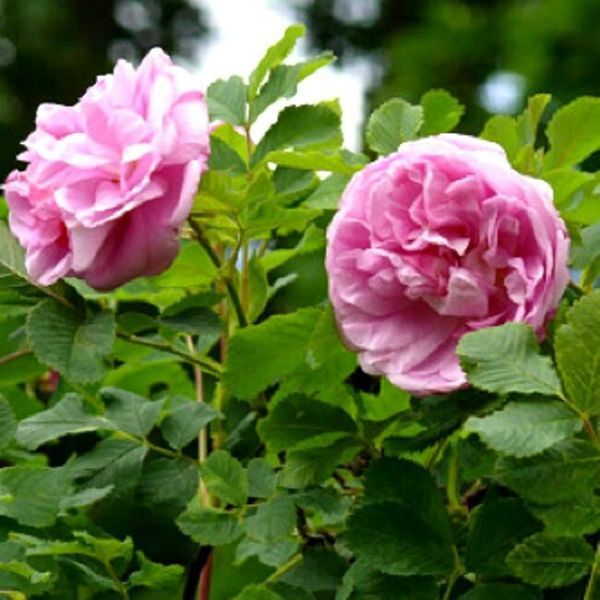Роза канадская 'Свит Аделина' 