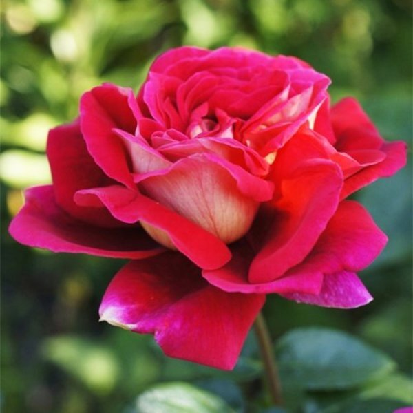 Роза чайно-гибридная 'Кроненбург'