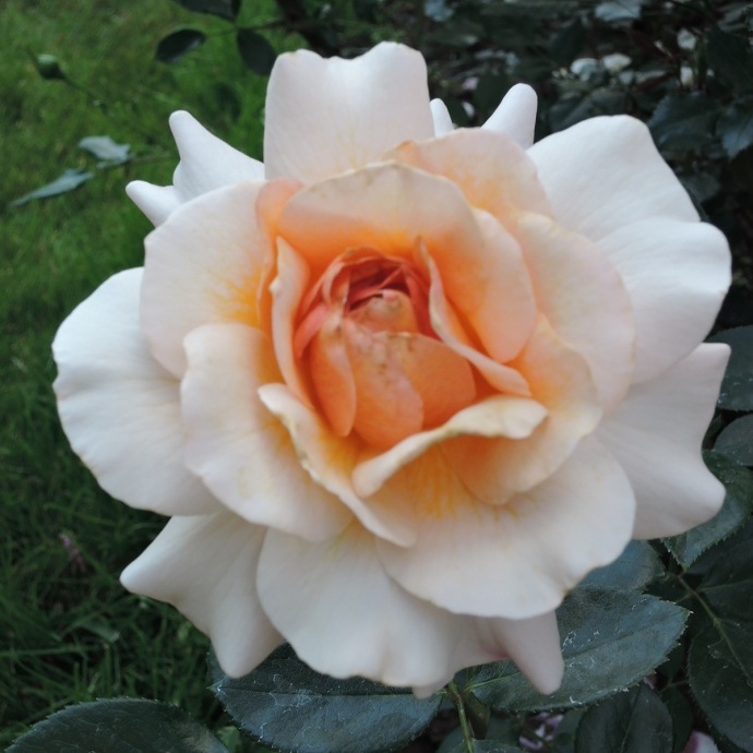 Роза флорибунда 'Маржолен'