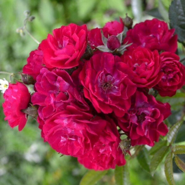 Роза мускусный гибрид 'Динки'