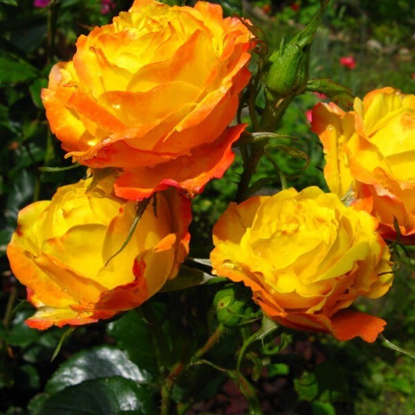 Роза флорибунда 'Румба'