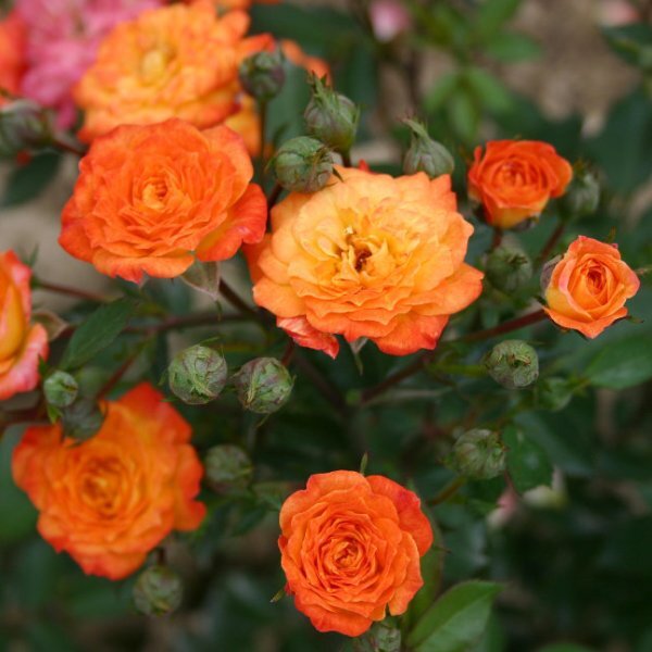 Роза миниатюрная 'Санмейд'