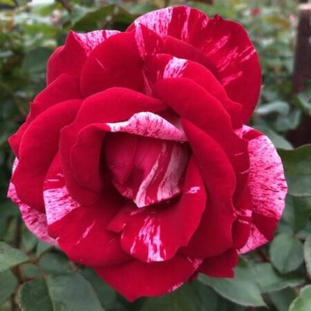 Роза чайно-гибридная 'Анри Матисс' (С6)