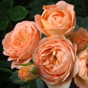 Роза миниатюрная 'Свит Дрим'