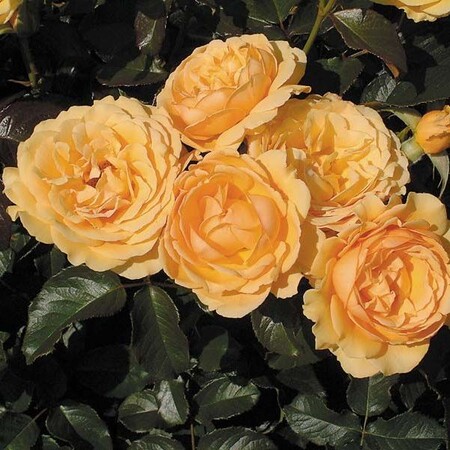 Роза флорибунда 'Амбер Куин' (С6)