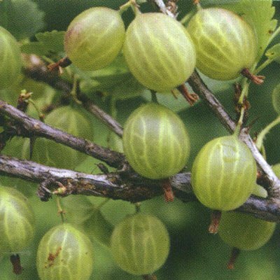 Крыжовник 'Балтийский'