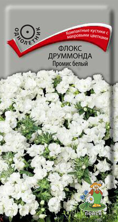 Флокс друммонда Промис белый, 10шт Поиск