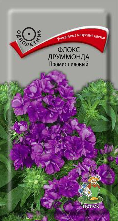 Флокс друммонда Промис лиловый, 10шт Поиск