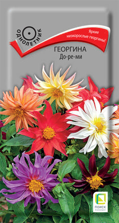 Георгина До-ре-ми, 0,1г Поиск