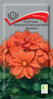 Георгина низкорослая Барокко оранжевая, 0,1г Поиск