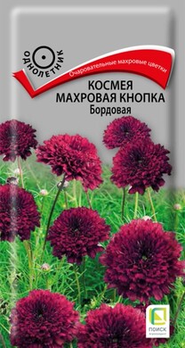 Космея Махровая кнопка Бордовая, 0,1г Поиск