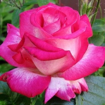 Роза чайно-гибридная 'Роз Гожар'