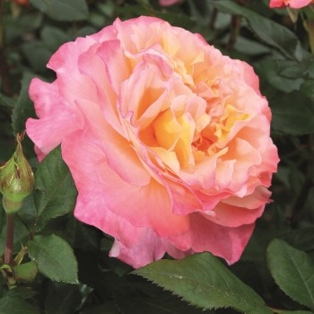 Роза чайно-гибридная 'Августа Луиза'